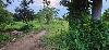 Farmlot for Sale in Minantok East, Amadeo, Cavite